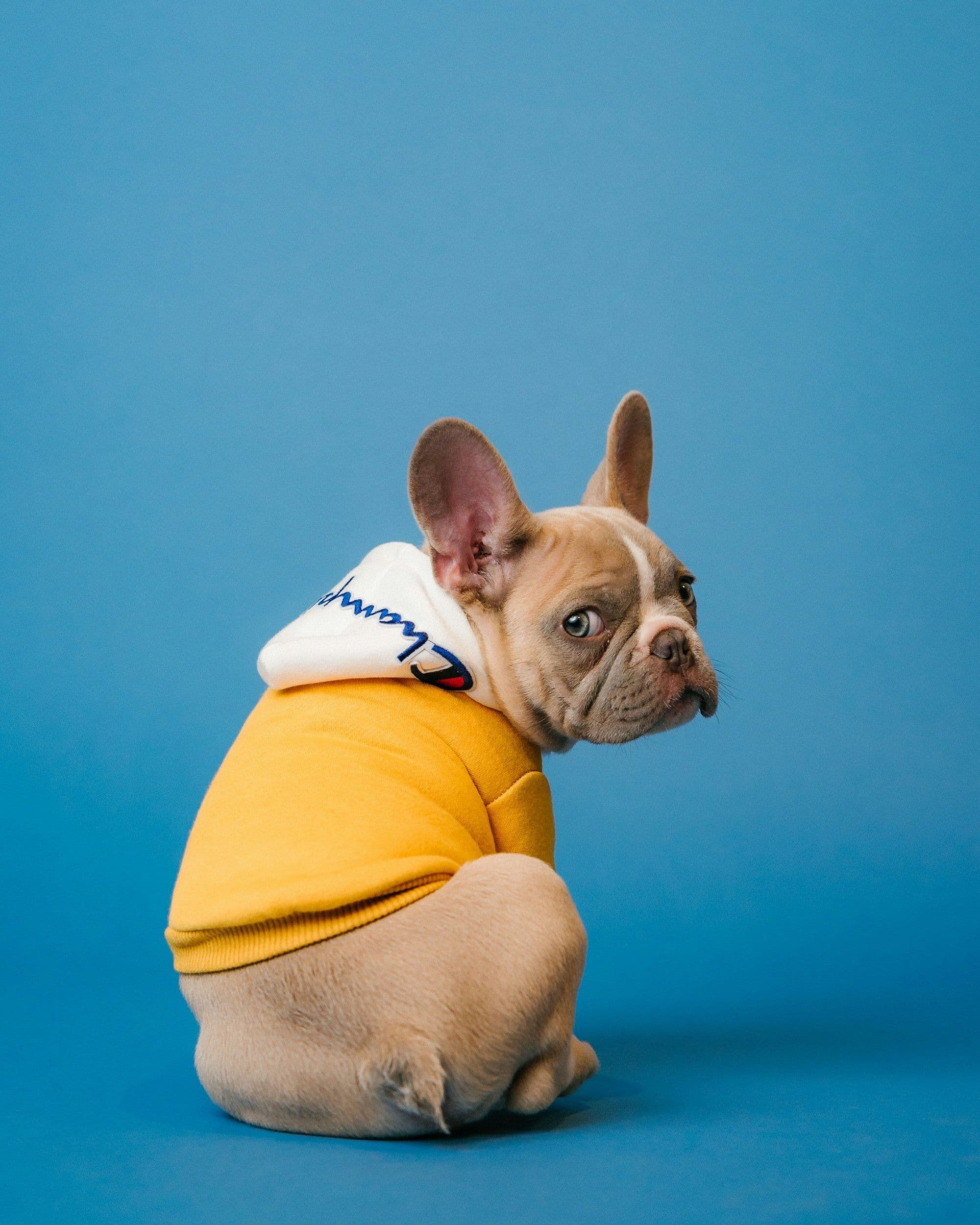 Top 25 UK Pet Influencers